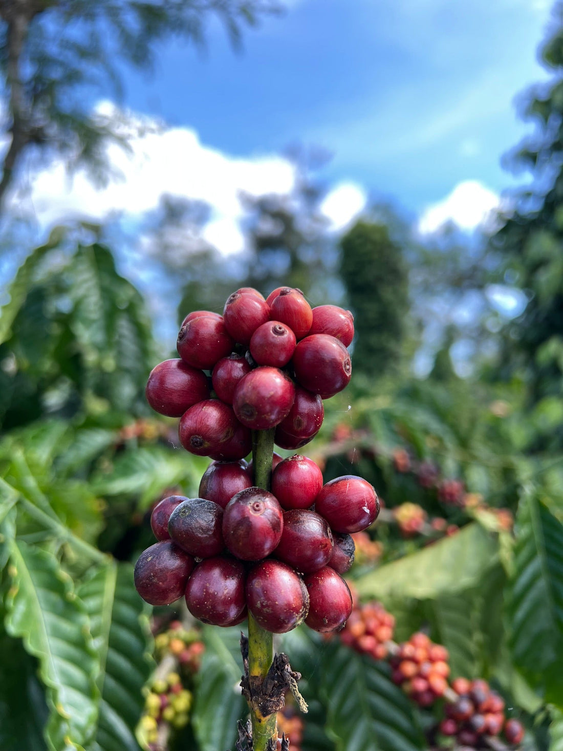 Reife Kaffeekirschen am Strauch, Honduras, Fairtrade Single Origin Kaffee Baboum